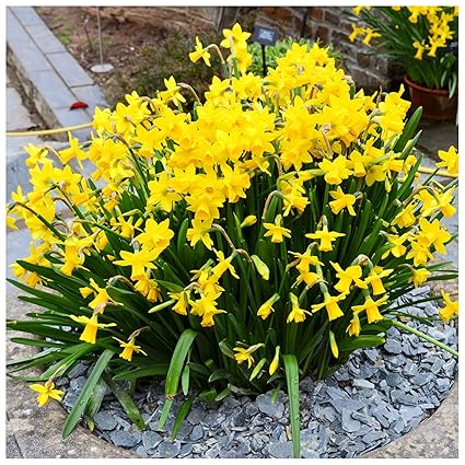50 X Daffodil Bulbs Tete A Tete Daffodils Narcissus Miniaturefor Gardens Plant In Pots Buying Option 50 Bulbsspring Flowering Garden
