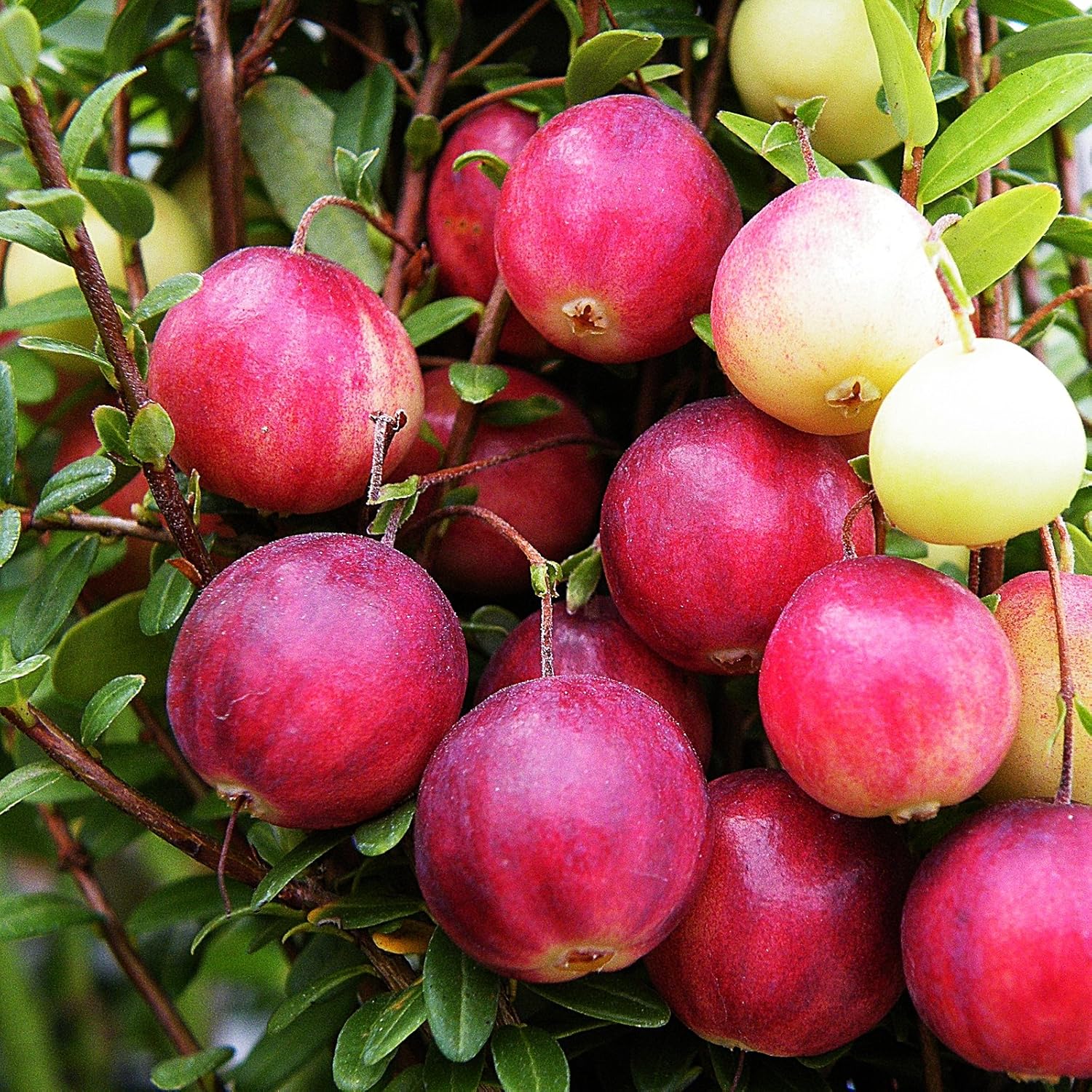 Cranberry Pilgrim 3L Amazon.co.uk Garden & Outdoors