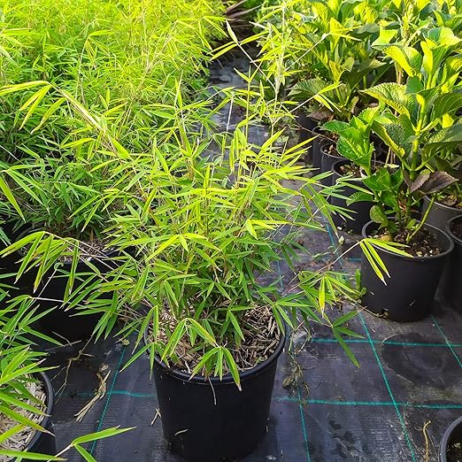 2 Piante Di Bambu Fargesia Angustissima Altezza Pianta 40 60 Cm Amazon It Giardino E Giardinaggio