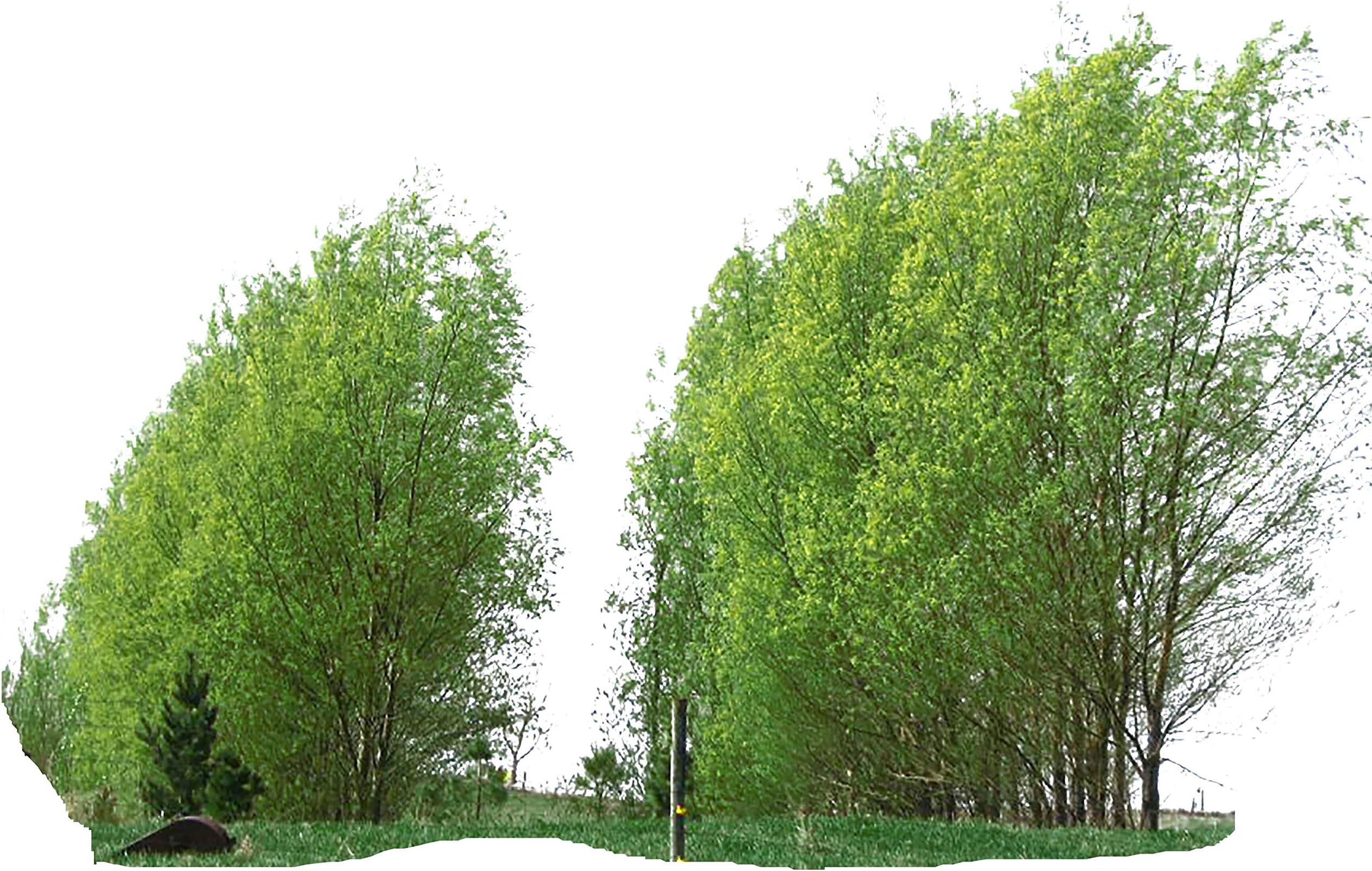 8 Hybrid Trees. Austere is The Worlds Fastest Growing Shade Privacy