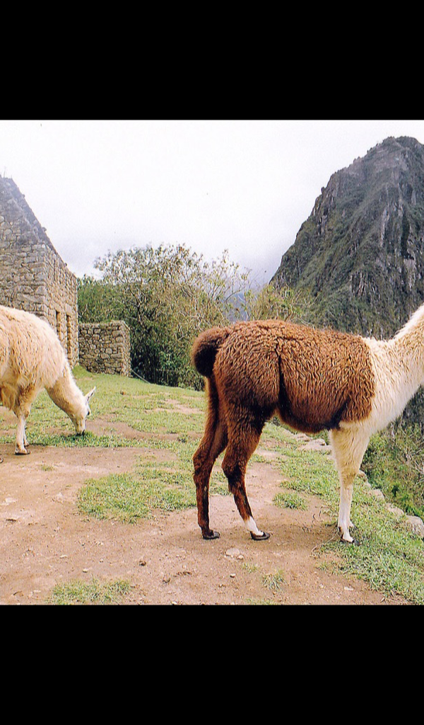 Llama Wallpaper -- HD Wallpapers of Llamas!: Amazon.ca: Appstore for