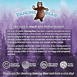 DANCING BEAR Fossil Collection Kit (12 pc Set) Real