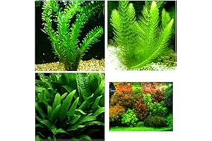 Aquatic Discounts - 3 Different Live Aquarium Plants - Anacharis + Hornwort + Java Fern BUY2GET1FREE!