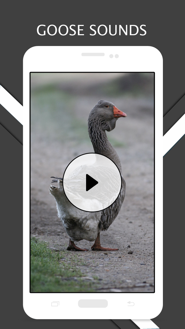 Goose Sounds And for Android