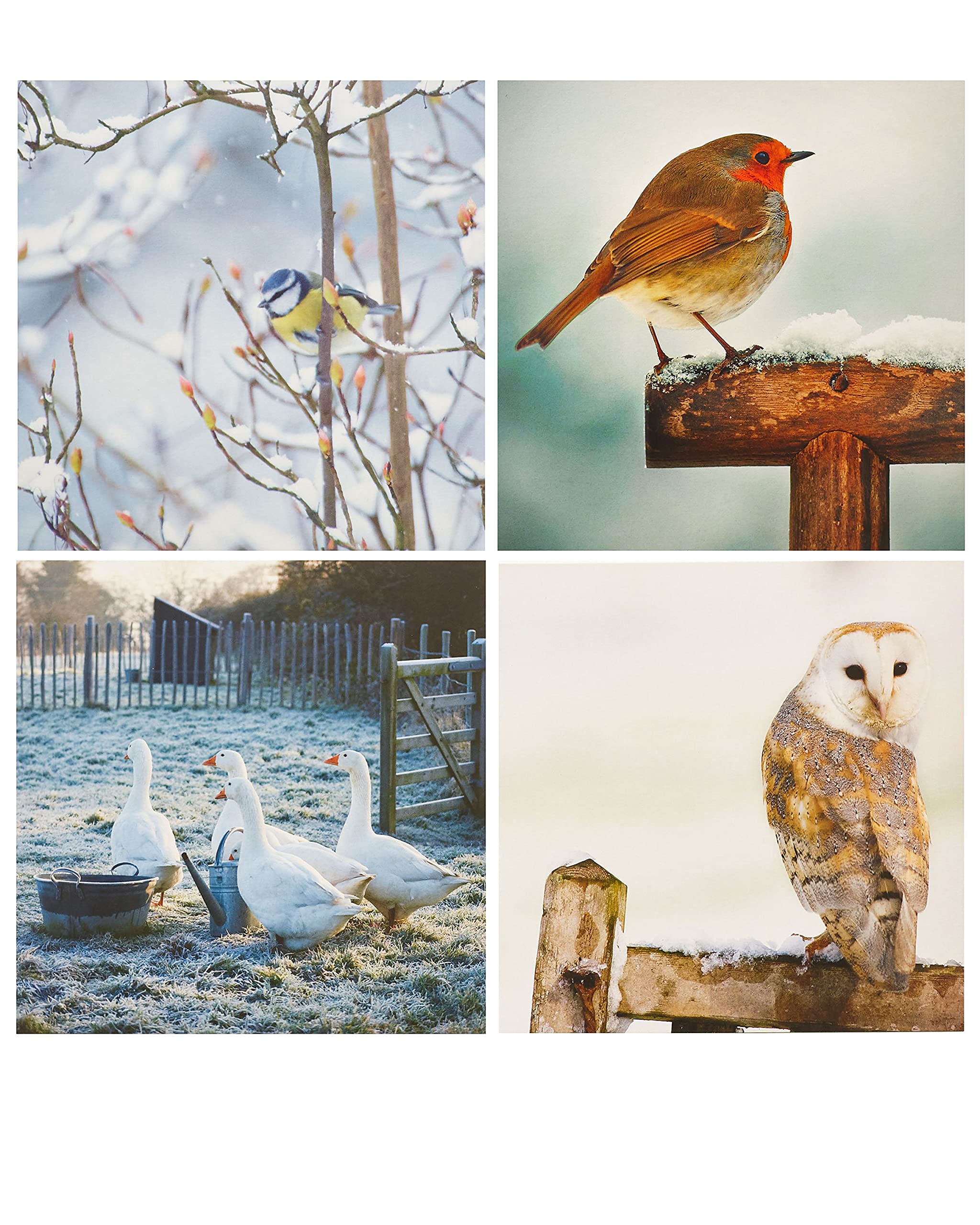 UK Greetings Multipack of 16 Christmas Cards for Him/Her/Friend - 4 Photographic Bird Designs