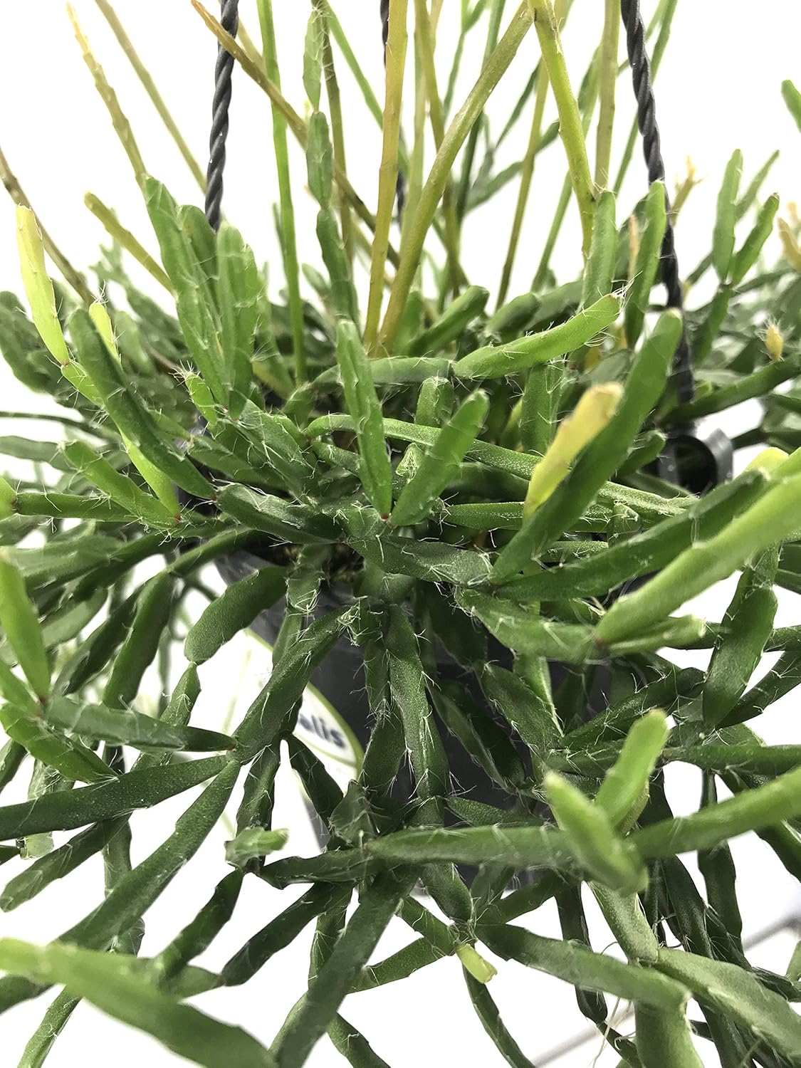 Amazon はなみどり 観葉 多肉植物 リプサリス エワルディアナ 4号鉢 吊手付 1鉢 鉢
