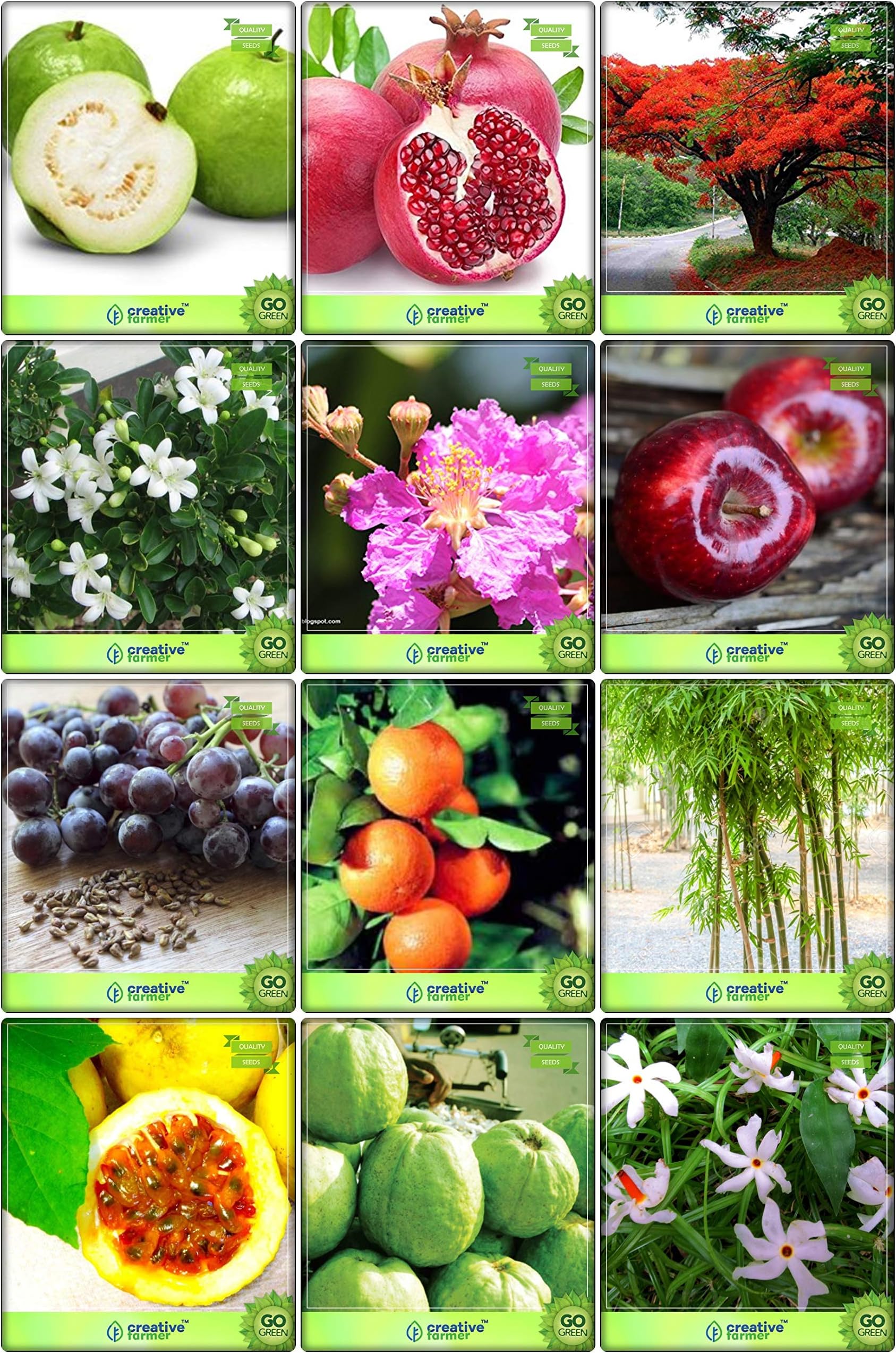 Creative Farmer Garden Seeds Combo Fruit & Fruit : Apple, Grape, Orange, Passion Fruit - Yellow, Giant Guava, Small Bamboo, Flame Tree, Orange Jasmine, Queen Crape Myrtle, Nyctanthes Arbortristis, Lemon Guava, Pomagranate Fruit Seeds For Home Garden
