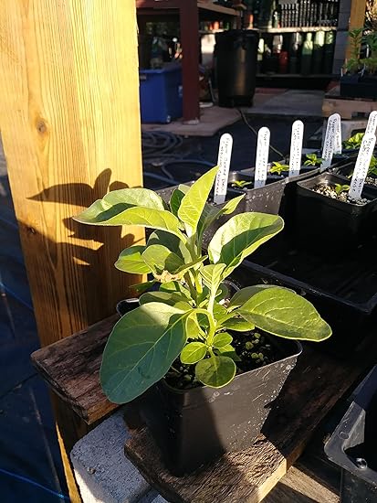 Ashwagandha in english meaning sindhi