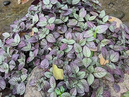 Aiden Gardens Rare Hemigraphis alternata Red Flame ivy waffle plant Red Ivy 3 Healthy Live Plants on Poly Bag