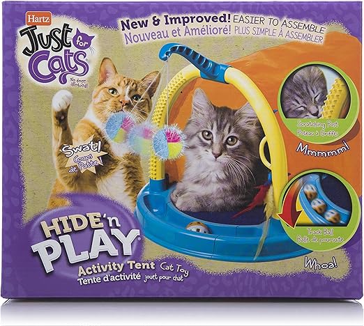 black and tan wirehaired dachshund