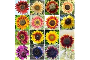 Groundio Sunflower Seeds for Planting, 15+ Varieties, 1 Oz, 300+ Mixed Seeds to Plant Colored Sunflower for Outdoors, Garden, Attracts Pollinators