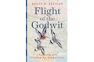 Flight of the Godwit: Tracking Epic Shorebird Migrations