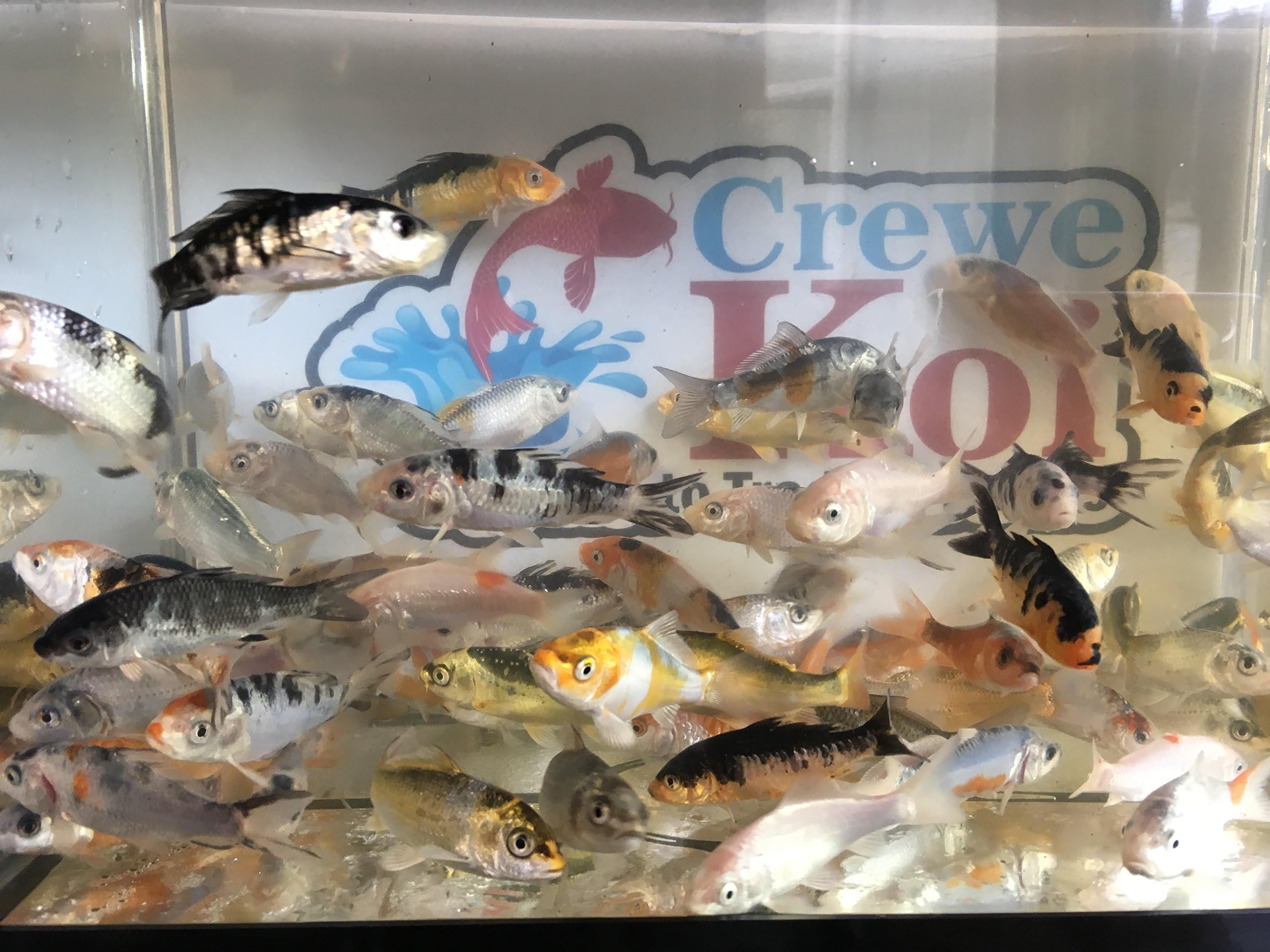 5 Live Koi Carp 2"-3" Very healthy and friendly Koi Hand Feeding-Live Fish-Pond Fish (5)