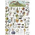 Vintage Mollusks Poster Print - Marine Life Identification Reference Chart (LAMINATED, 18" x 24")
