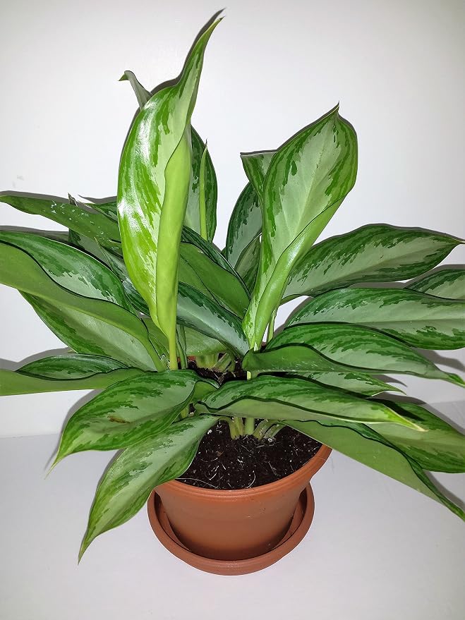 Plata Reina chino Evergreen – planta Aglaonema – 6