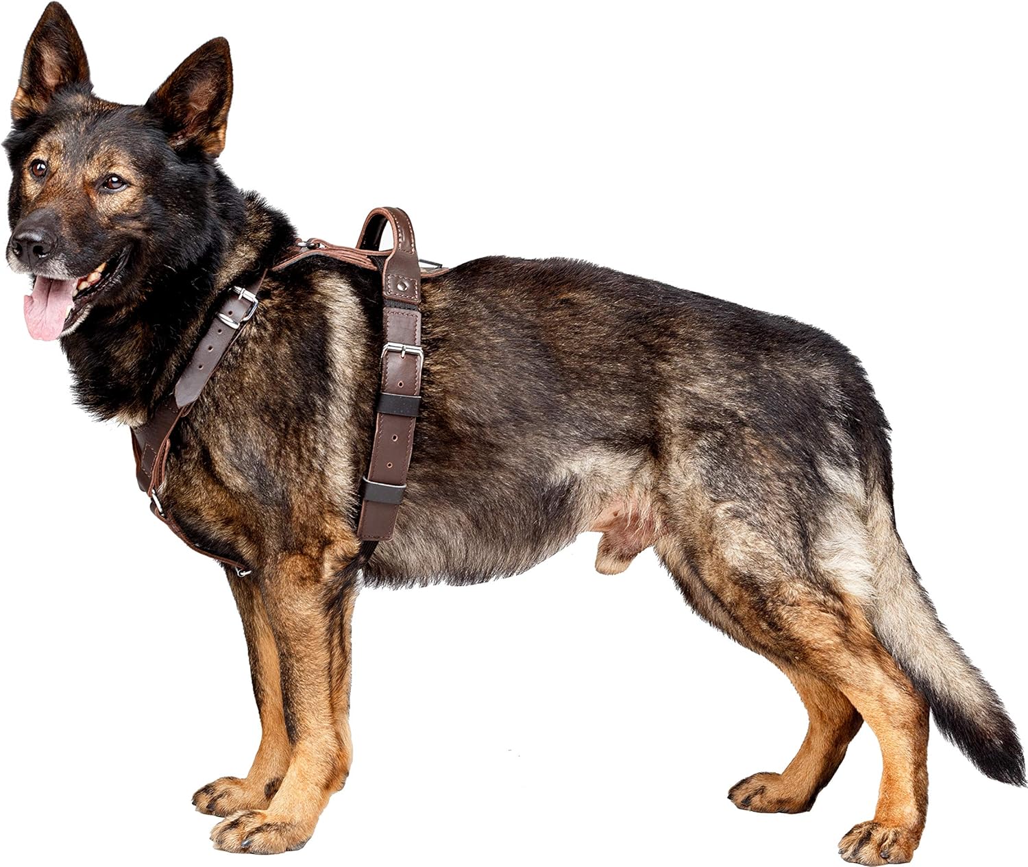 DINGO GEAR Company President's Harness for Dog Symbol of Prosperity And Power, The Brown Classic Style, Genuine Leather