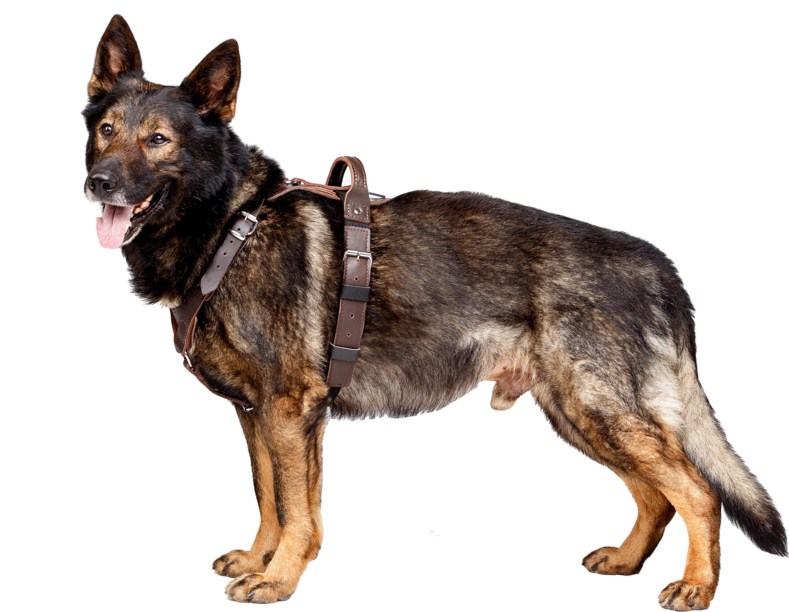 DINGO GEAR Company President's Harness For Dog, Symbol of Prosperity And Power, The Brown Classic Style, Genuine Leather, Chromed Fittings, Size XL (S03-19)