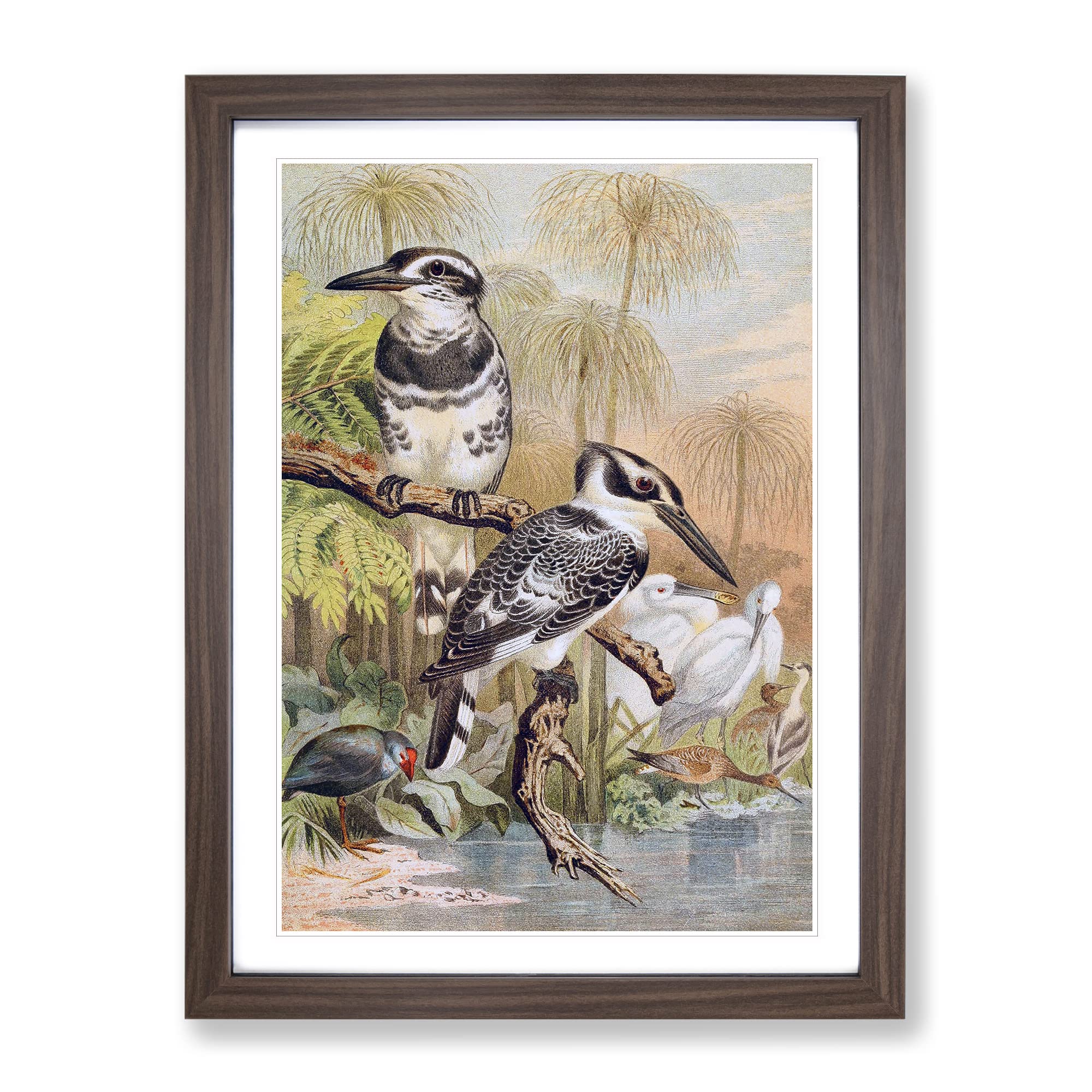 Vintage Brehms Tierlben Black & White Kingfisher Vintage Framed Wall Art Print, Ready to Hang Picture for Living Room Bedroom Home Office Décor, Walnut A4 (34 x 25 cm)