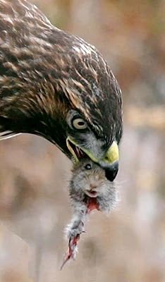 Hawk Wallpaper Hd Wallpapers Of Hawks Amazon Com Au Appstore For Android