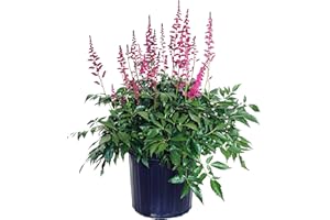 GREEN PROMISE FARMS Astilbe chinensis 'Visions In Red' (Chinese Astilbe) Perennial, dark pink-red flowers, #2 - Size Container
