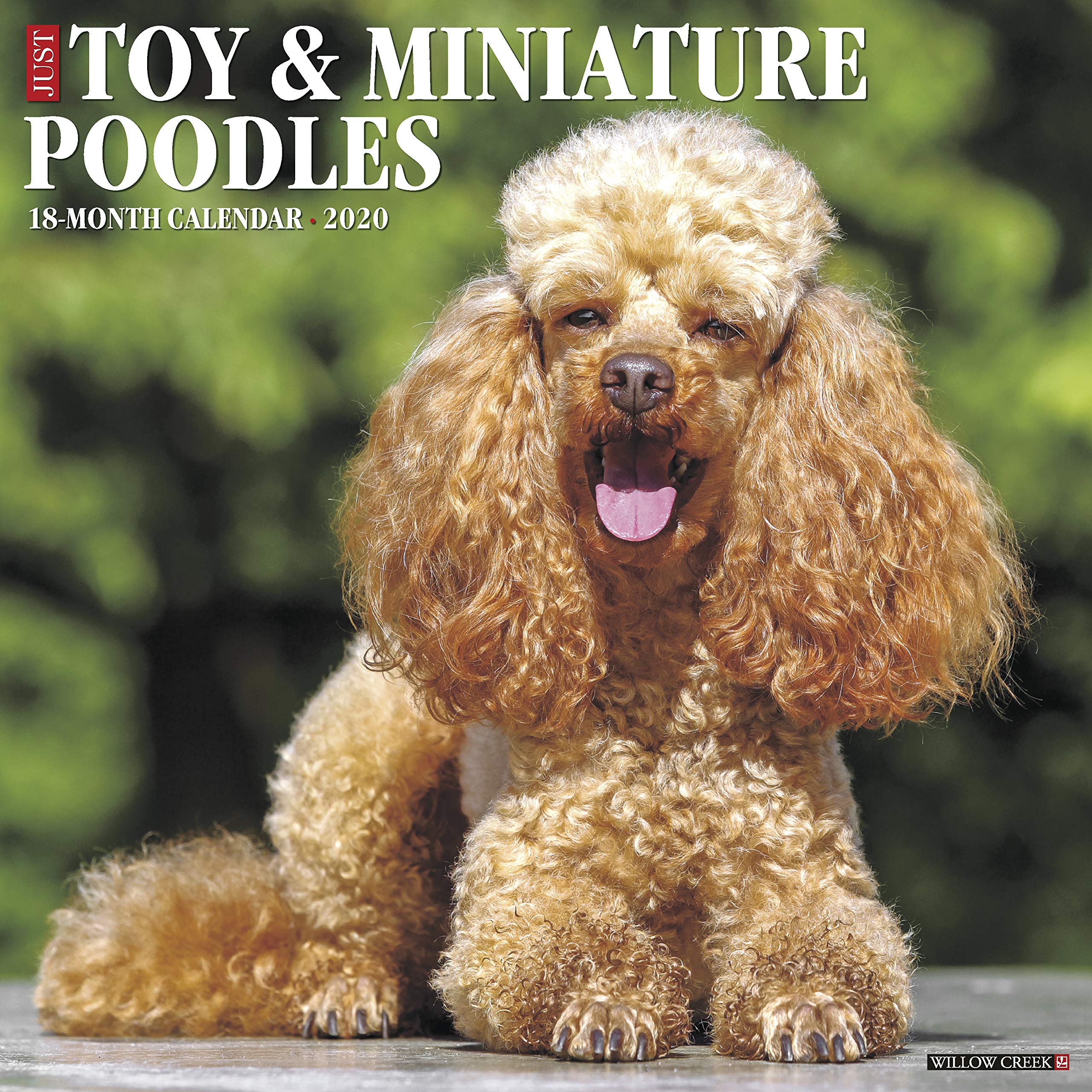 buy miniature poodle