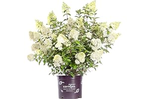 GREEN PROMISE FARMS First Editions - Hydrangea pan. Vanilla Strawberry (Panicle Hydrangea) Shrub, white/pink/red flowers, #3 - Size Container