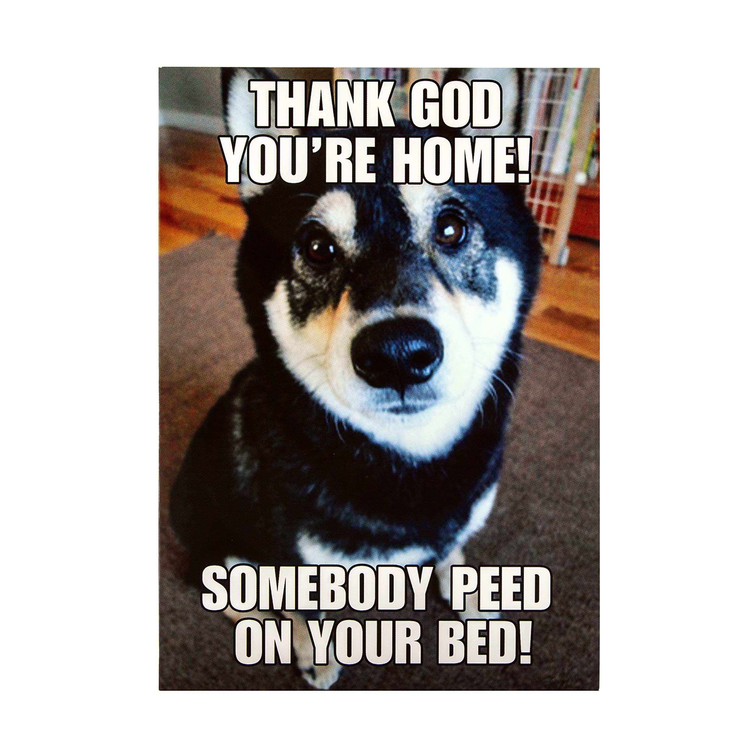 Any Occasion Humour Card from Hallmark - Photographic Design