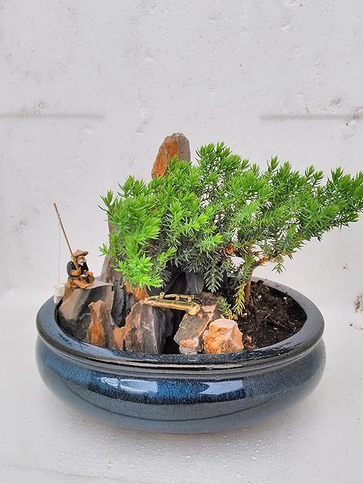 Bonsai Zen Garden Contoh Bonsai