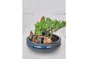 JM BAMBOO jmbamboo-bonsai- Juniper Tree Zen Garden With Pool Fishman