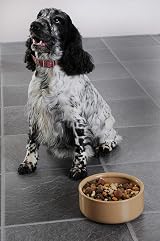 Mason Cash Cane Dog Bowl 18cm Stoneware 1.2 L Capacity Dishwasher Safe view 5
