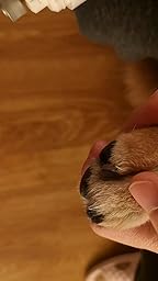 invenho pet nail grinder