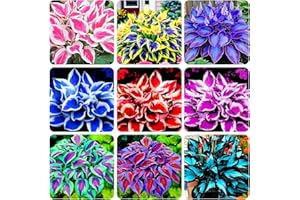 CARPET CREEPING 100+ Seeds Perennial Hosta Flower Seed for Planting Outdoors Garden Home Beauties