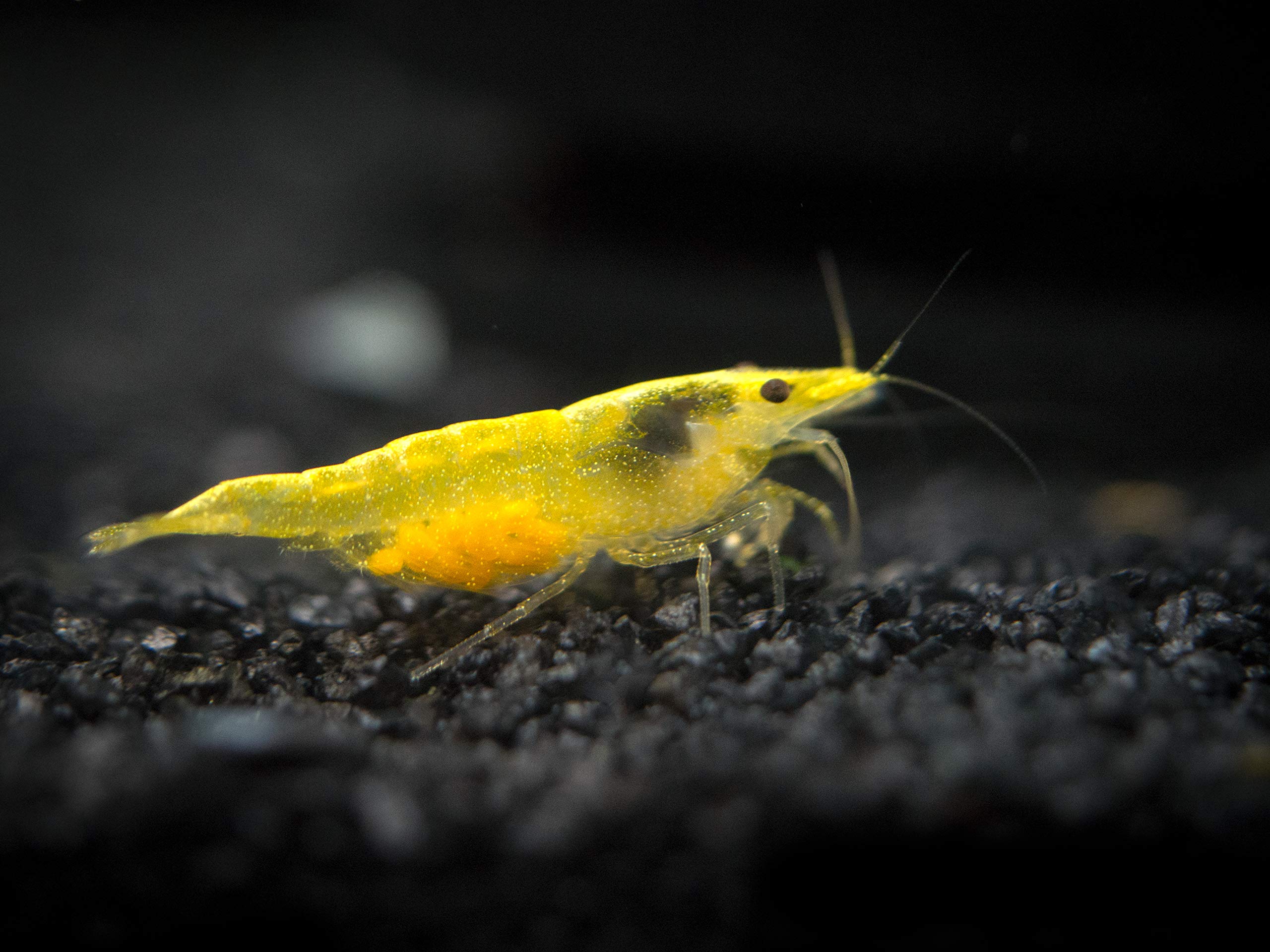 Aquatic Arts 5 Live Freshwater Neon Yellow Shrimp (Neocaridina davidi