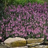 Outsidepride 15 Seeds Perennial Angelonia Serenita