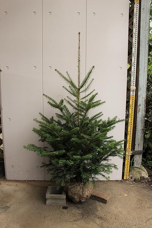 Amazon 群馬県産 モミノキ 樹高1 3 1 4m 本物のクリスマスツリー 生産者直売 もみの木 モミの木 植木 Amazon 群馬県産 モミノキ 樹高1 3 1 4m 本物のクリスマスツリー 生産者直売 もみの木 モミの木 植木