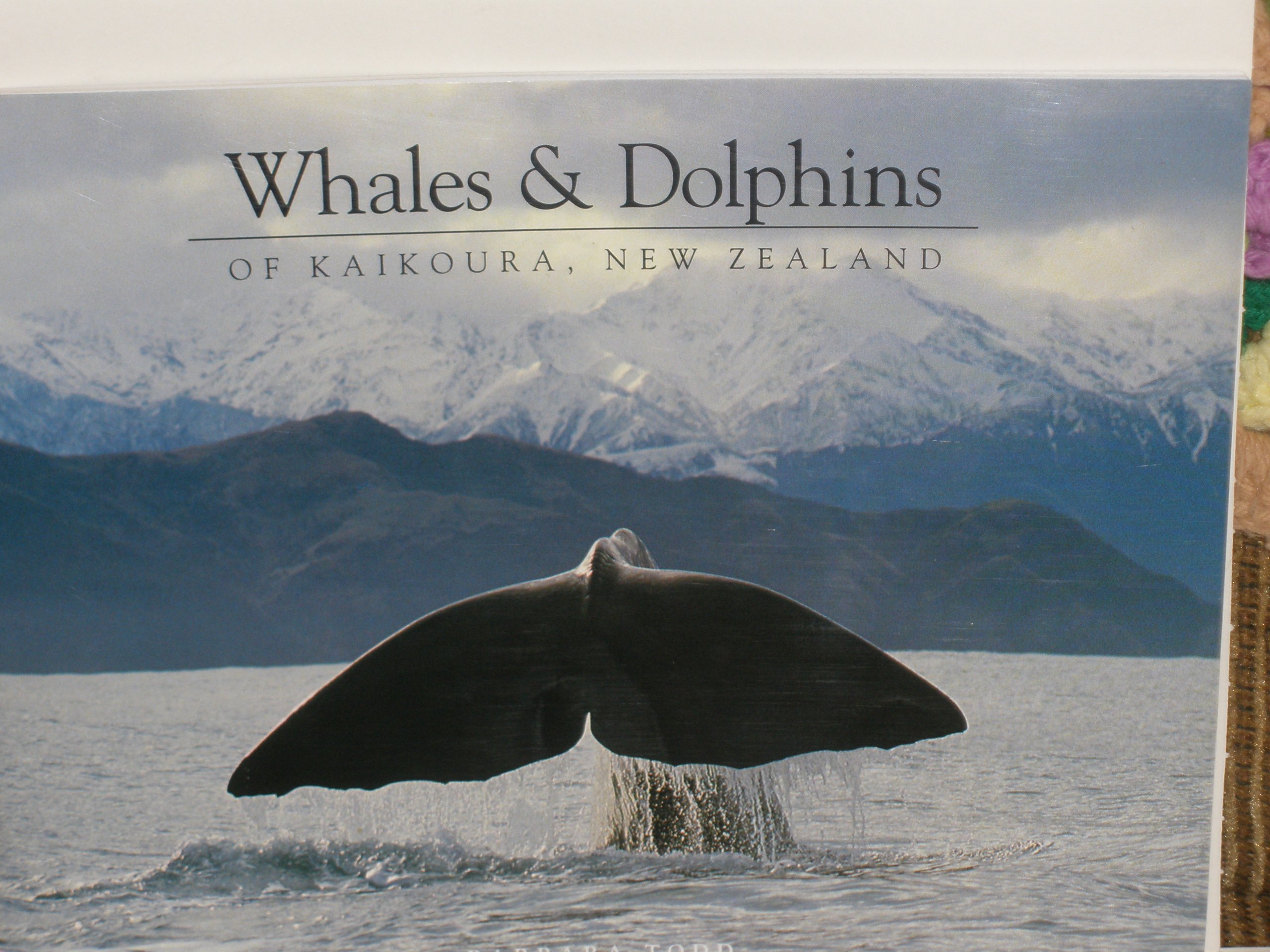 Whales Dolphins Of Kaikoura New Zealand Barbara Todd