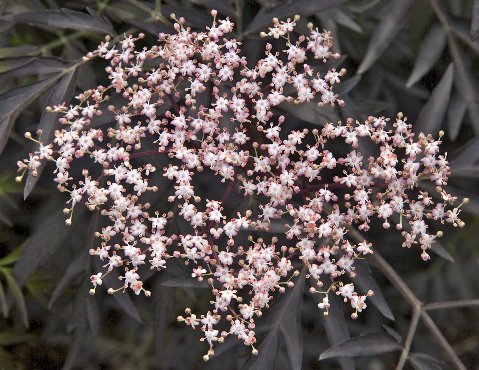 3 Purple Leaved Elder/Sambucus Nigra 'Black Lace' in 2L Pots, Stunning Flowers 3fatpigs®