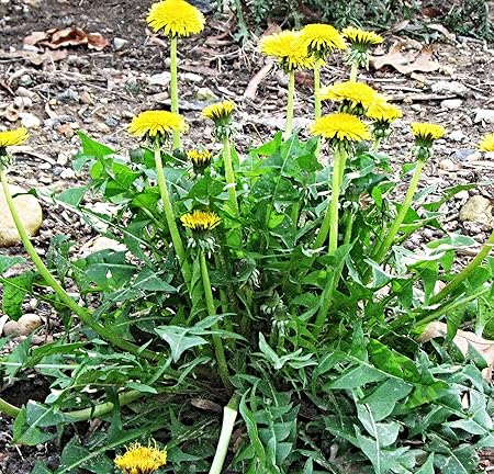 10.000 Löwenzahn Samen, Taraxacum officinale, Heilkraut, für Wildkräutersalat oder Tee