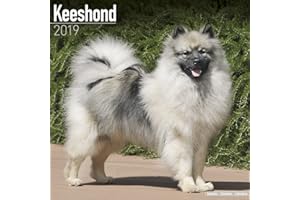 Keeshond Calendar 2019