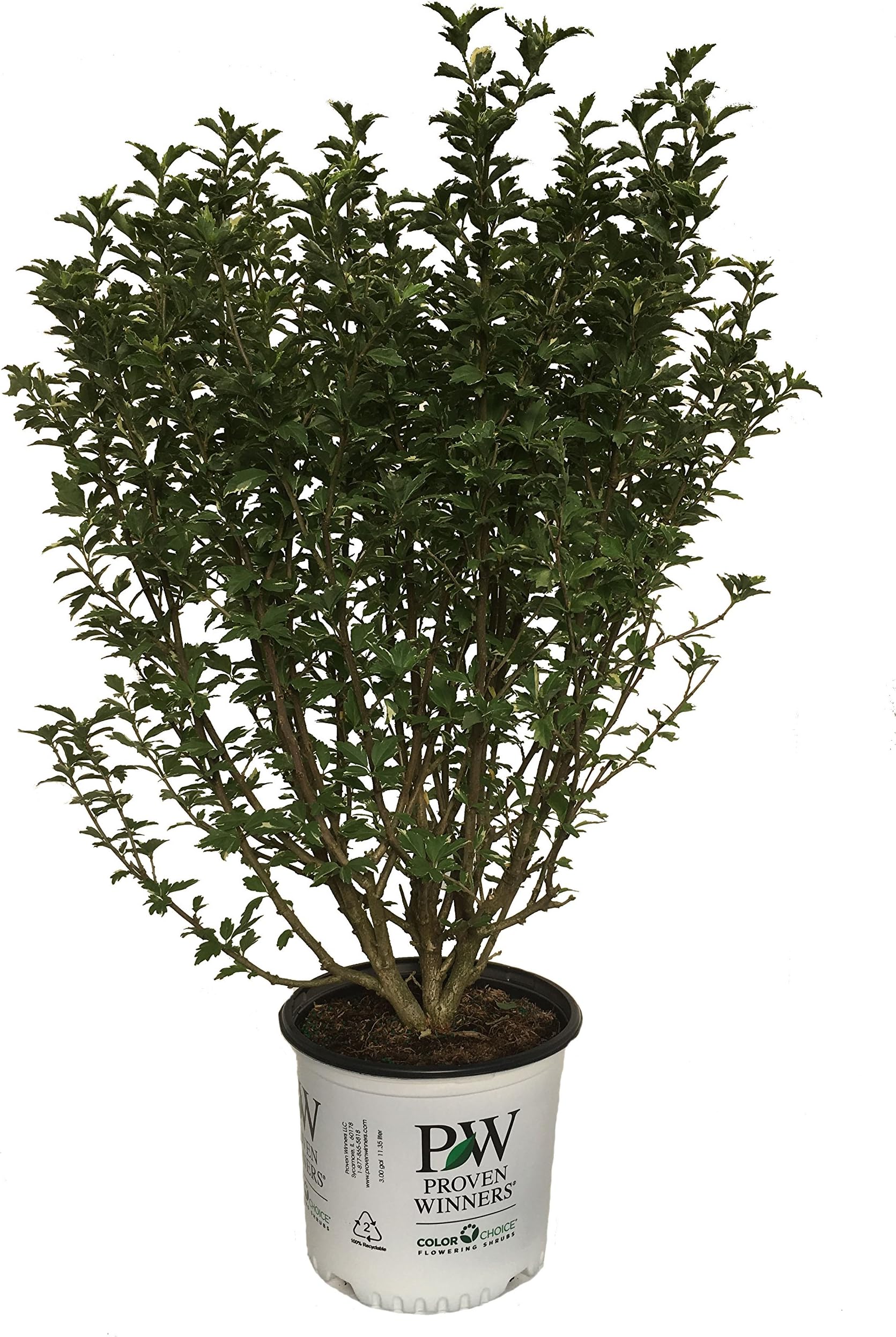 Proven Winners Sugar Tip Rose of Sharon - Hibiscus S. Sugar Tip - 3 Gallon