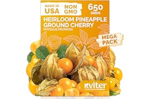 KVITER 650 Aunt Molly Ground Cherry Seeds for Planting (Physalis pruinosa) – Non GMO & Heirloom Pineapple Ground Husk Cherry Tomatoes, Organic Fruit Seeds – Tropical Flavor Berries