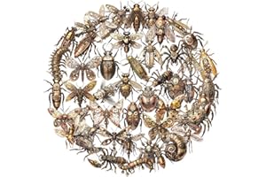 Punk Insect Stickers,Bug Graffiti Stickers,50Pack Transparent Vinyl Waterproof Decals for Adult for Phone Laptop Water Bottle