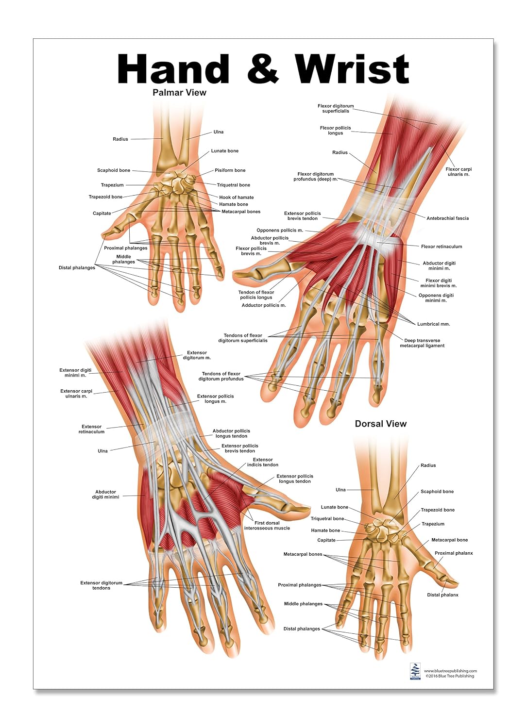 Anatomy Posters And Anatomy Charts Anatomy Posters And Anatomy Charts