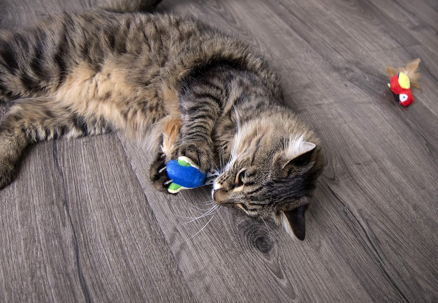 Petlinks Parrot Tweet Touch Activated Cat Toy : Catnip Toys : Pet Supplies