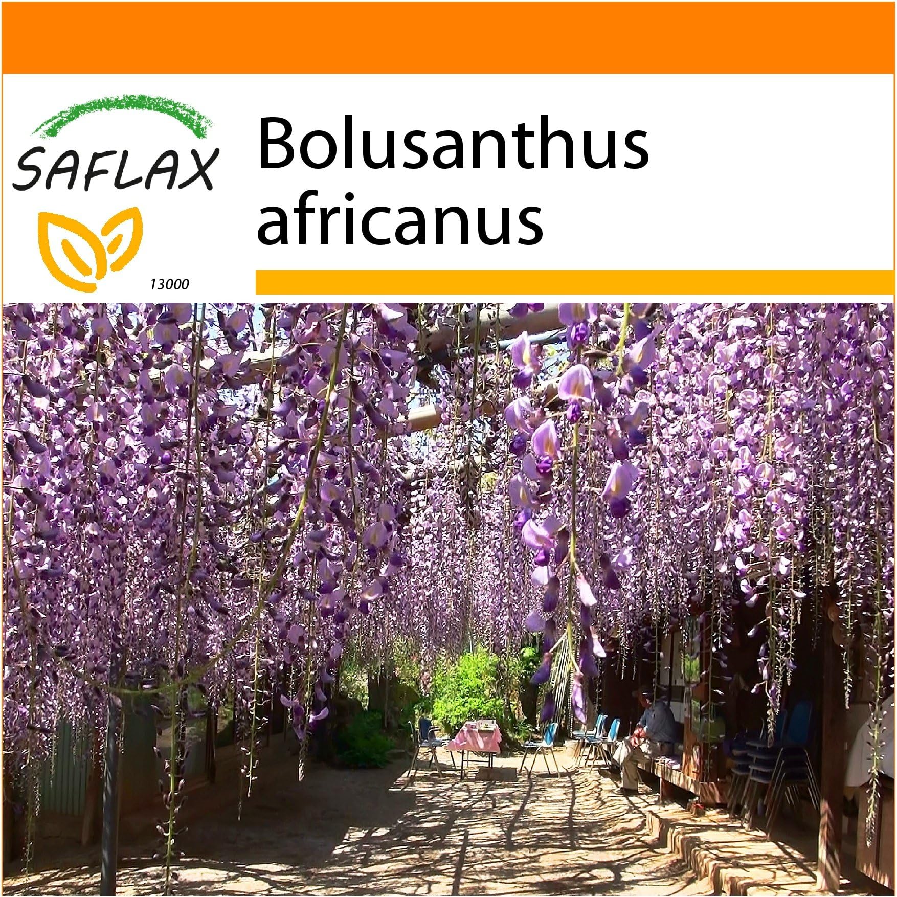 SAFLAX - Garden in The Bag - African Wisteria Tree - 10 Seeds - Bolusanthus africanus