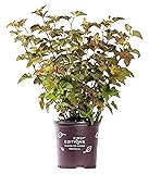 First Editions - Physocarpus op. Amber Jubilee
