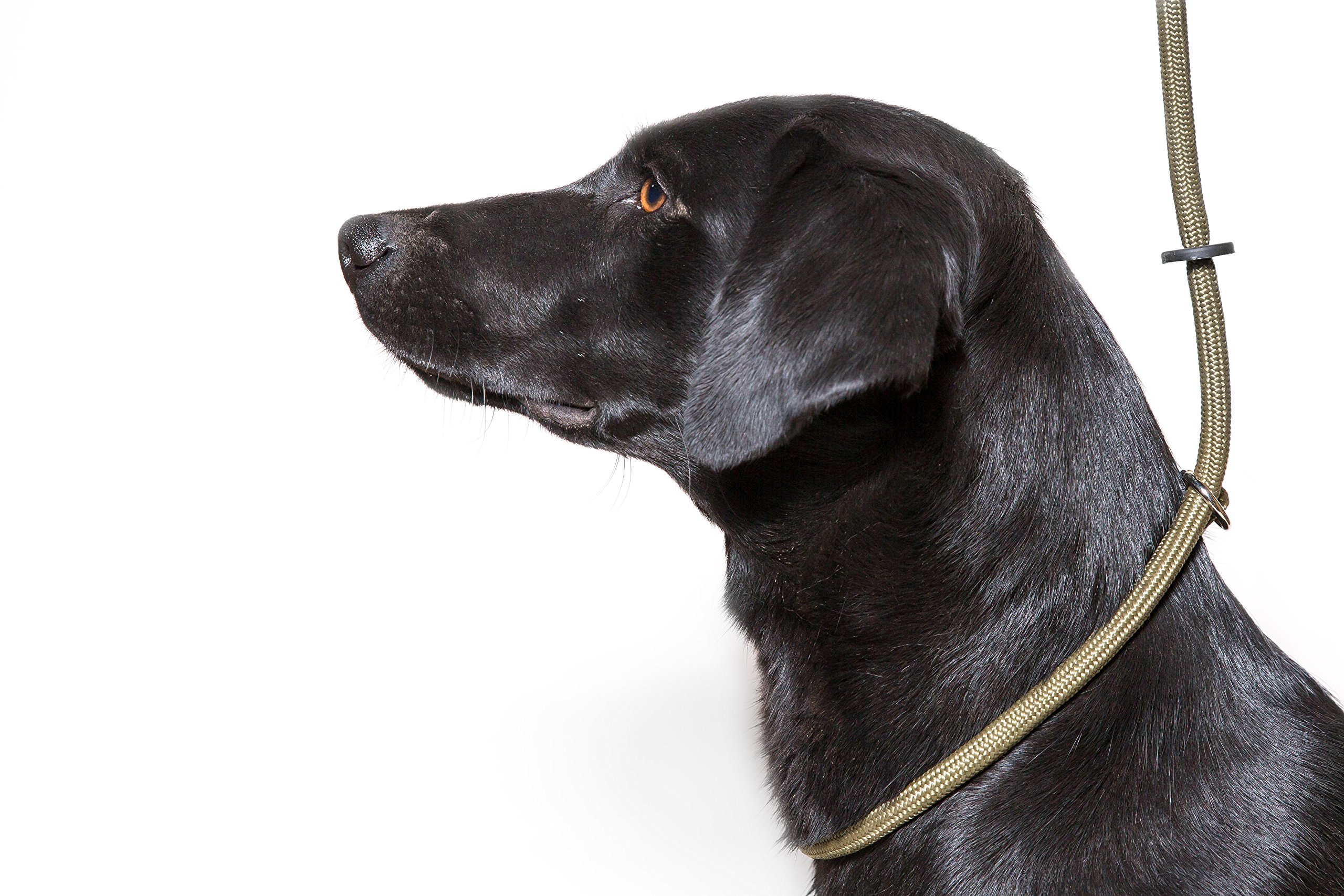 Dog & Field Deluxe Gundog Slip Lead - Green. Super Soft Braided Nylon Slip Lead For Dogs With Rubber Stopper, Easy To Slip On, No Collar Or Harness Needed.