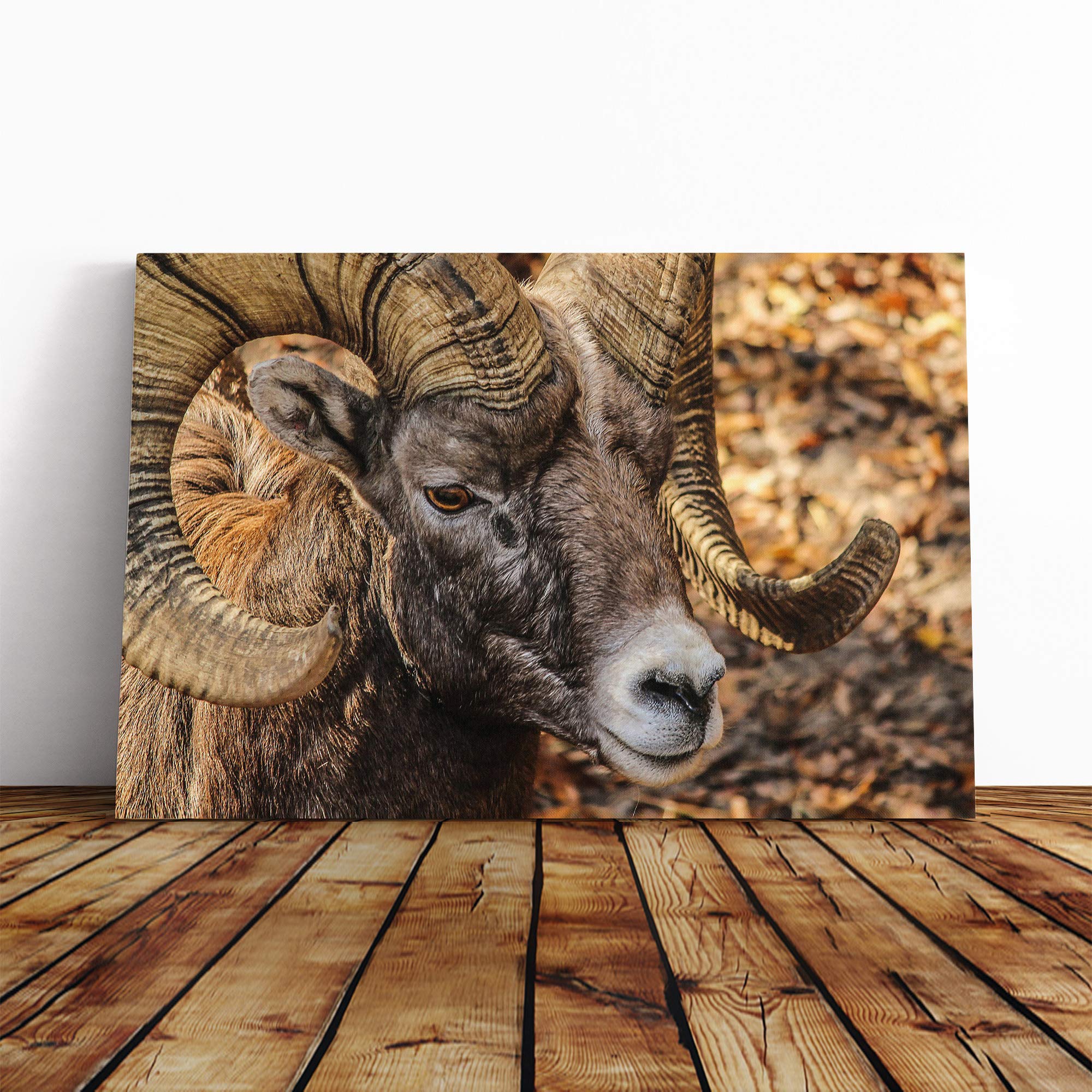 Bighorn Ram Sheep Canvas Print | Gallery Wrapped 30mm Frame Wall Art | 20x14 inches | Ready to Hang | Modern Animals Picture | Living Room Bedroom Lounge Office