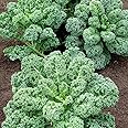 Curly Kale Seeds (100+ Seeds) - Vates Blue Scotch Curled Kale - USA Grown Non-GMO