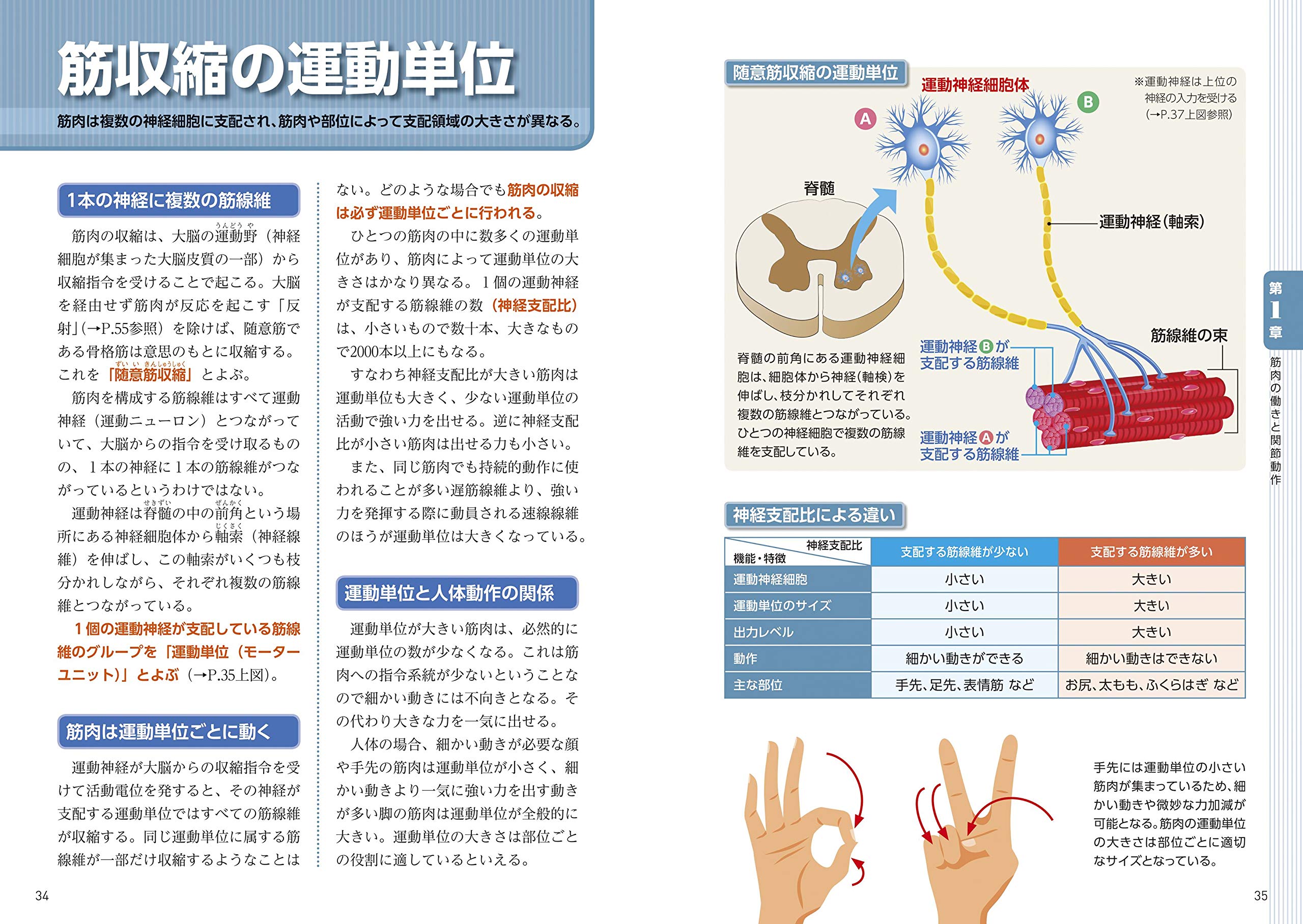 pygeumはテストステロンを増加させますか